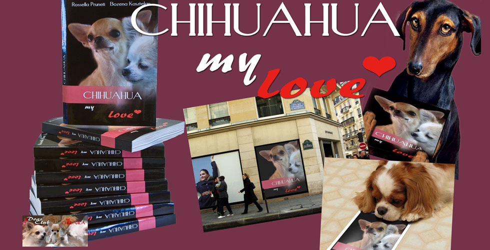 Chihuahua My Love2