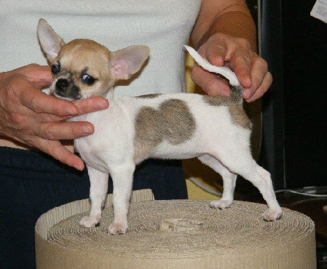 cucciolo di chihuahua